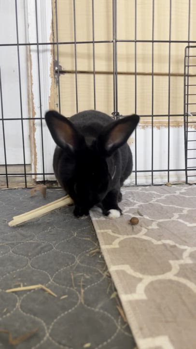 Enlarge Stevie, an adoptable Mini Rex in St. Charles, IL video 2/5