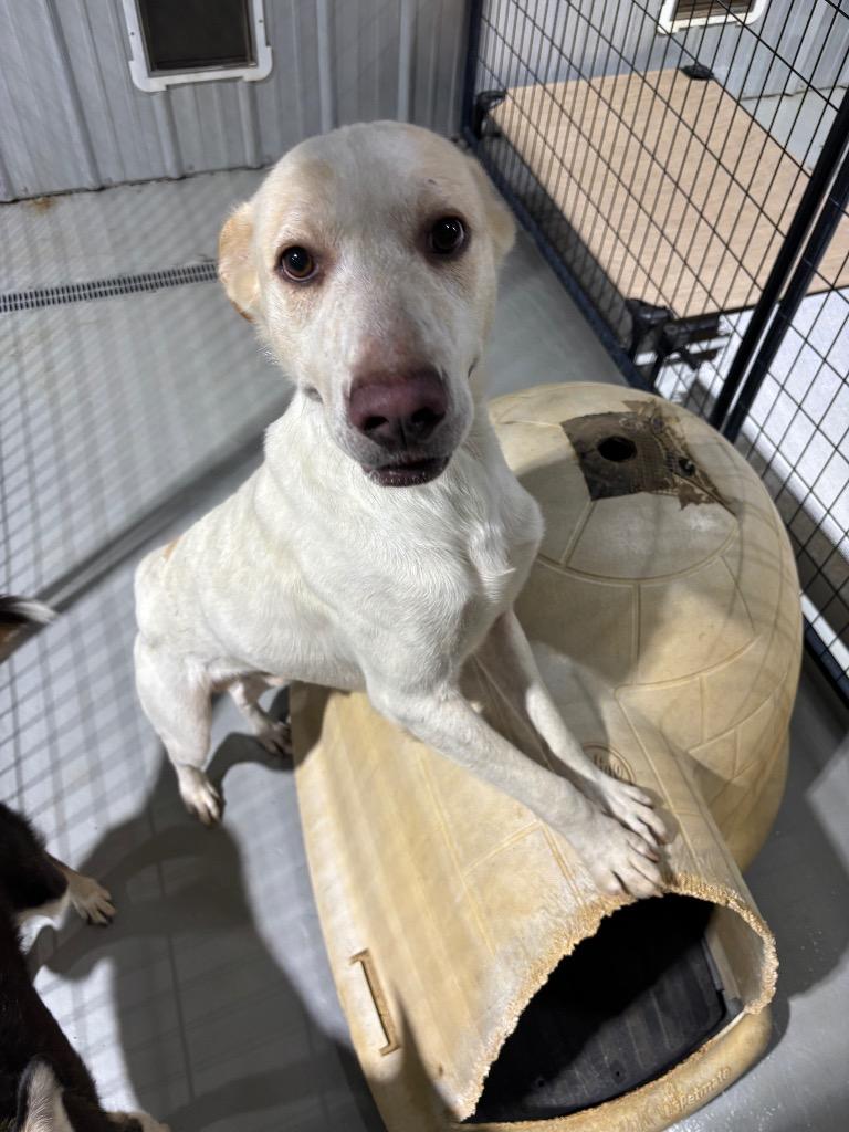 Enlarge Tonic, a Adopted Mixed Breed in Ruston, LA image 2/3