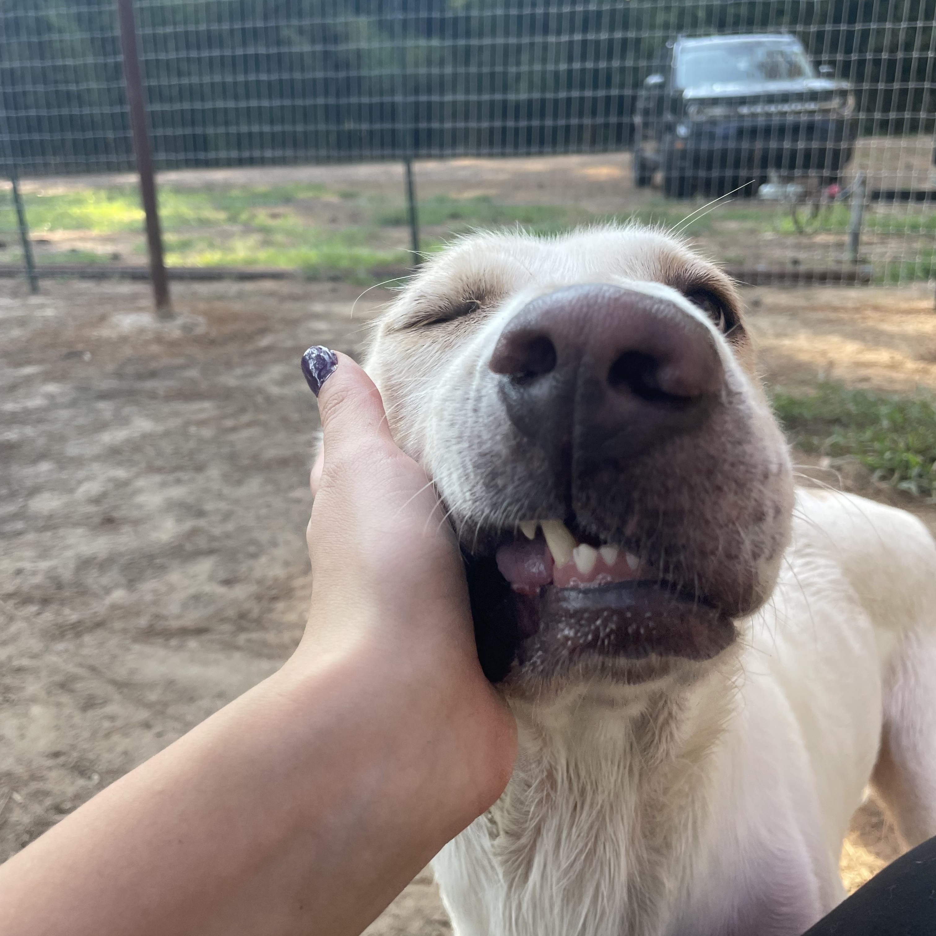 Enlarge Tonic, a Adopted Mixed Breed in Ruston, LA image 3/3