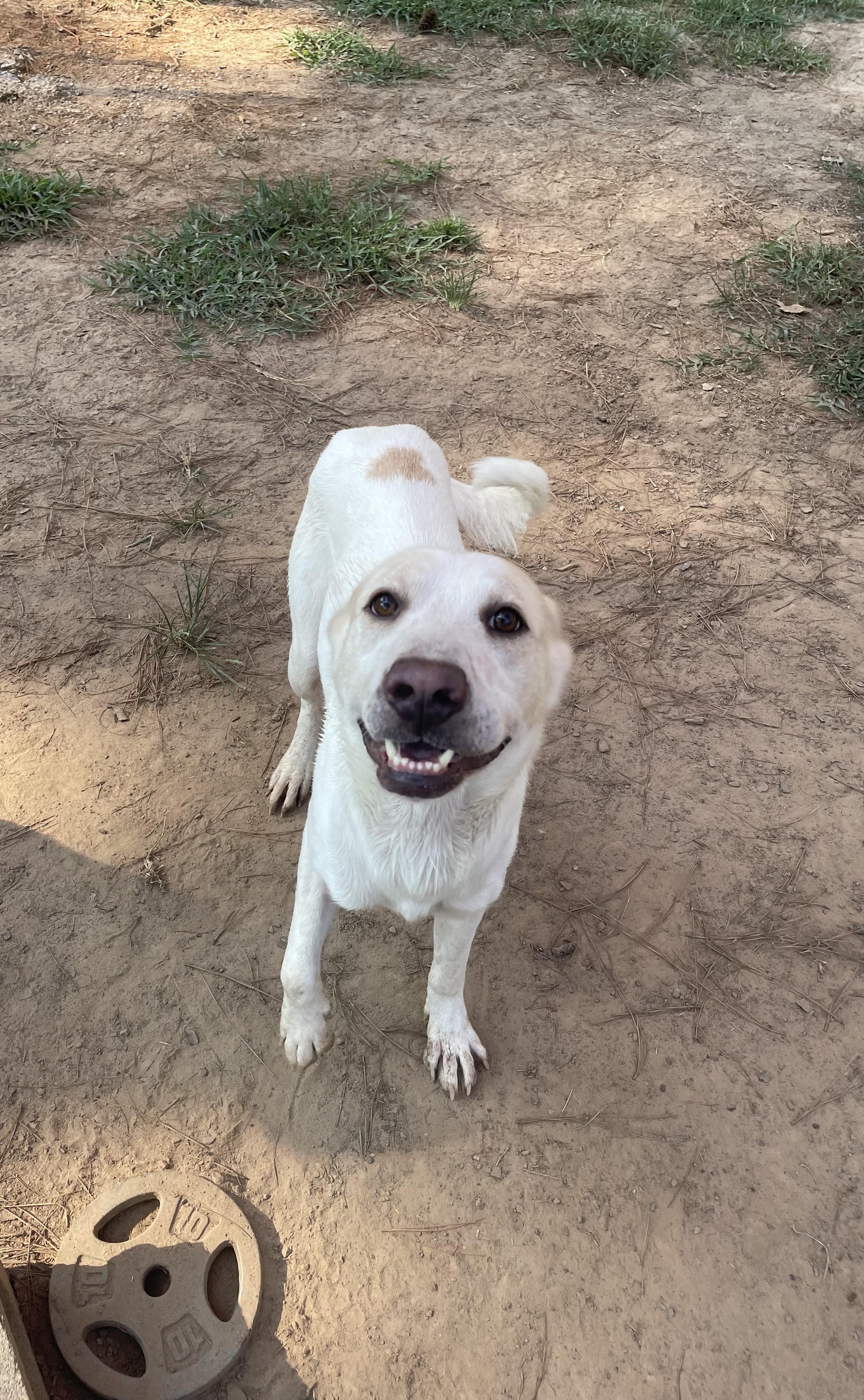 Tonic, Adopted, Young Male Mixed Breed.