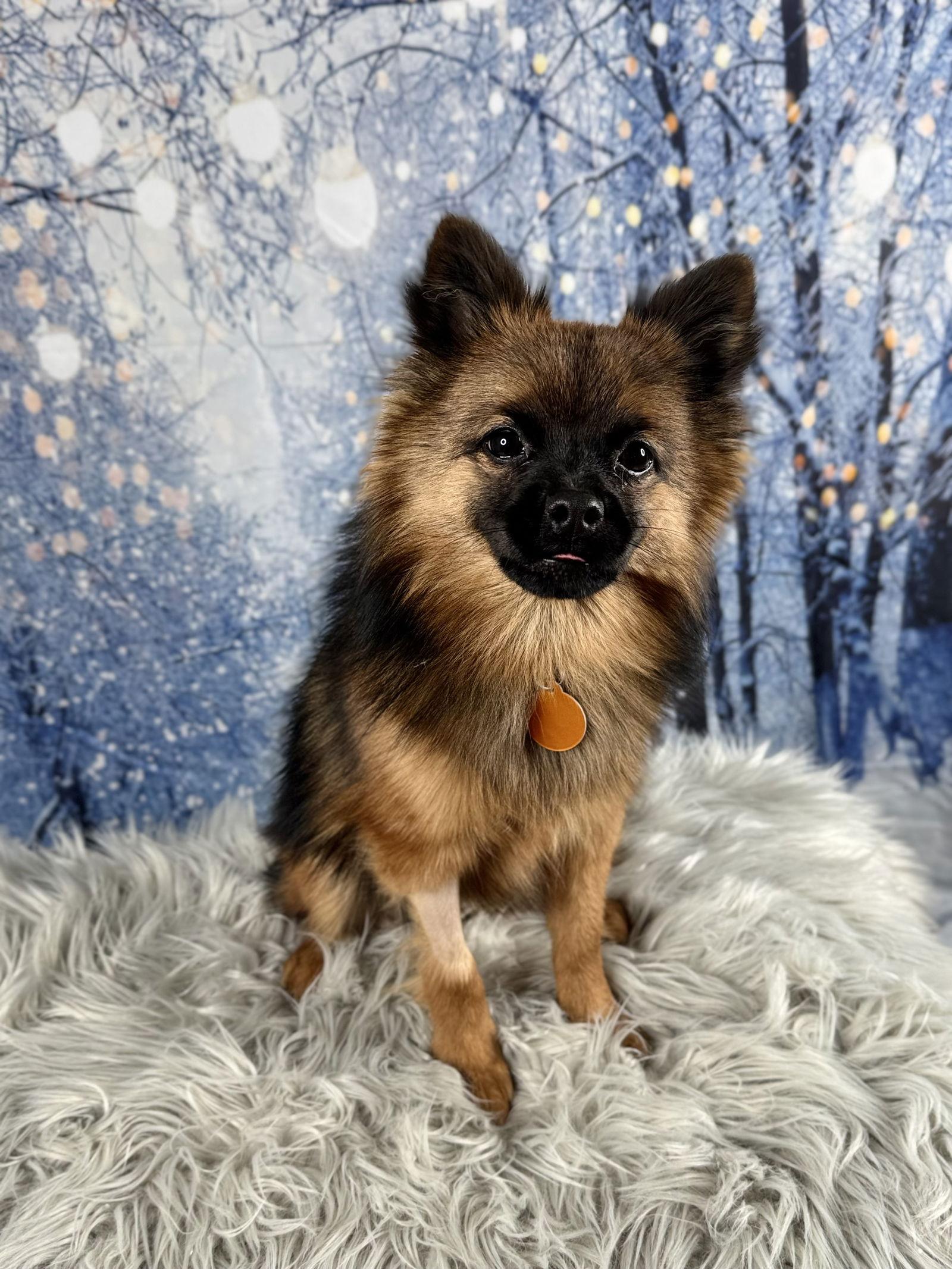 Enlarge Kringle, a Adopted Pomeranian in Garland, TX image 2/3