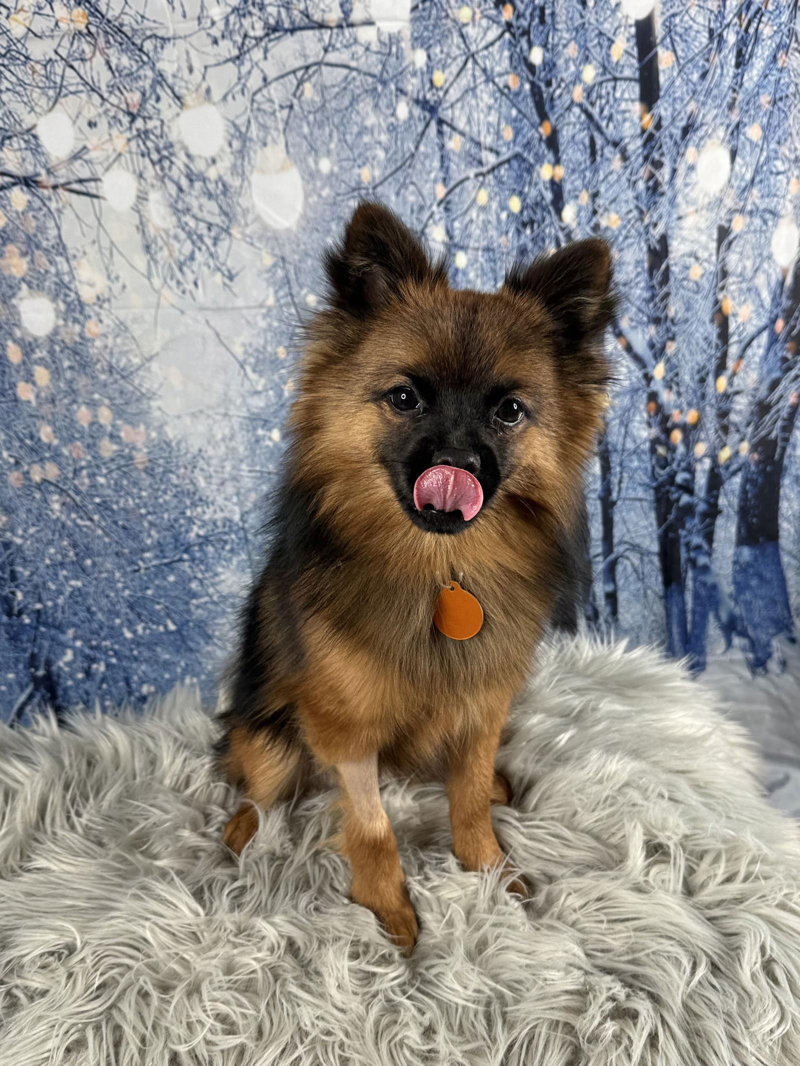 Enlarge Kringle, a Adopted Pomeranian in Garland, TX image 3/3