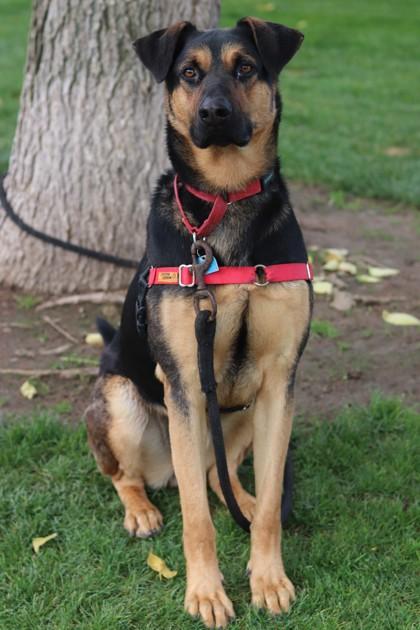 Enlarge Buster, a Adoptable Mixed Breed in Walla Walla, WA image 1/3