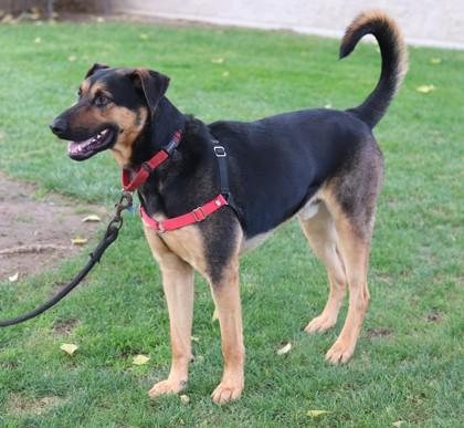 Buster, Adoptable, Young Male Mixed Breed & Mixed Breed.