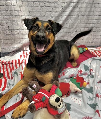 Enlarge Buster, a Adoptable Mixed Breed in Walla Walla, WA image 2/3