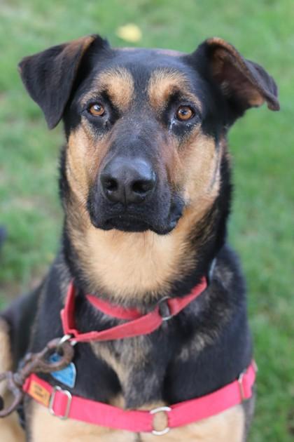 Enlarge Buster, a Adoptable Mixed Breed in Walla Walla, WA image 3/3