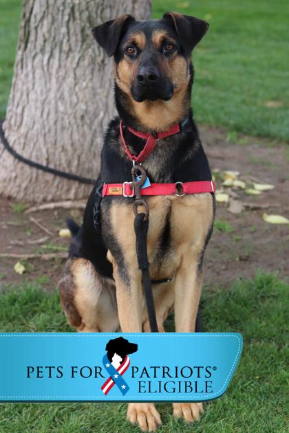 Enlarge Buster, a Adoptable Mixed Breed in Walla Walla, WA image 3/3