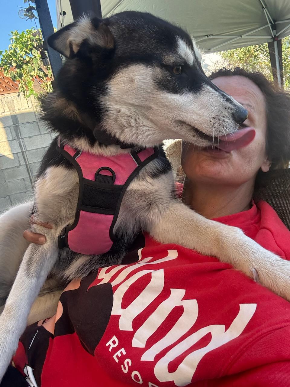 Sky, an adopted Siberian Husky in Burbank, CA image 4/6