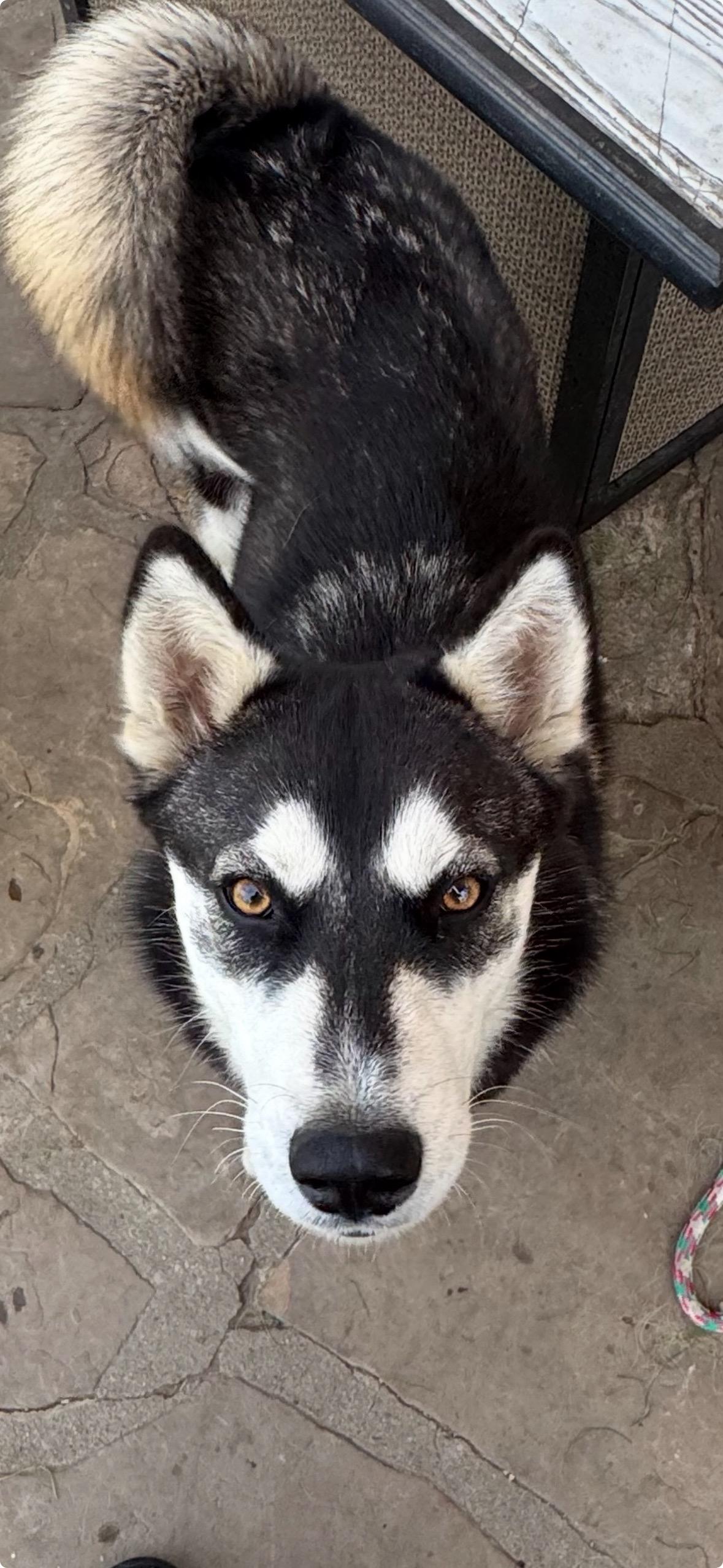 Sky, an adopted Siberian Husky in Burbank, CA image 6/6