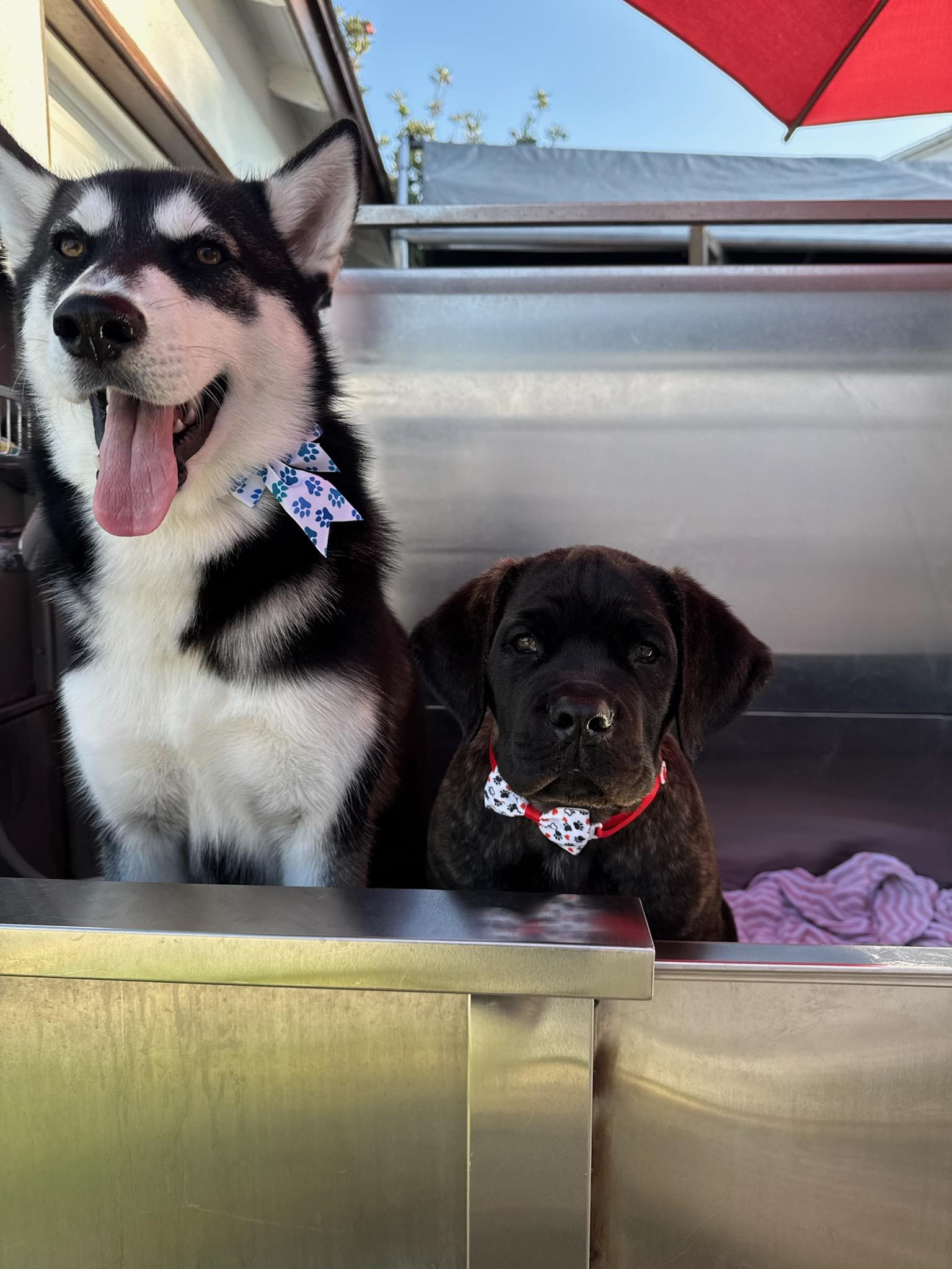 Sky, an adopted Siberian Husky in Burbank, CA image 2/6