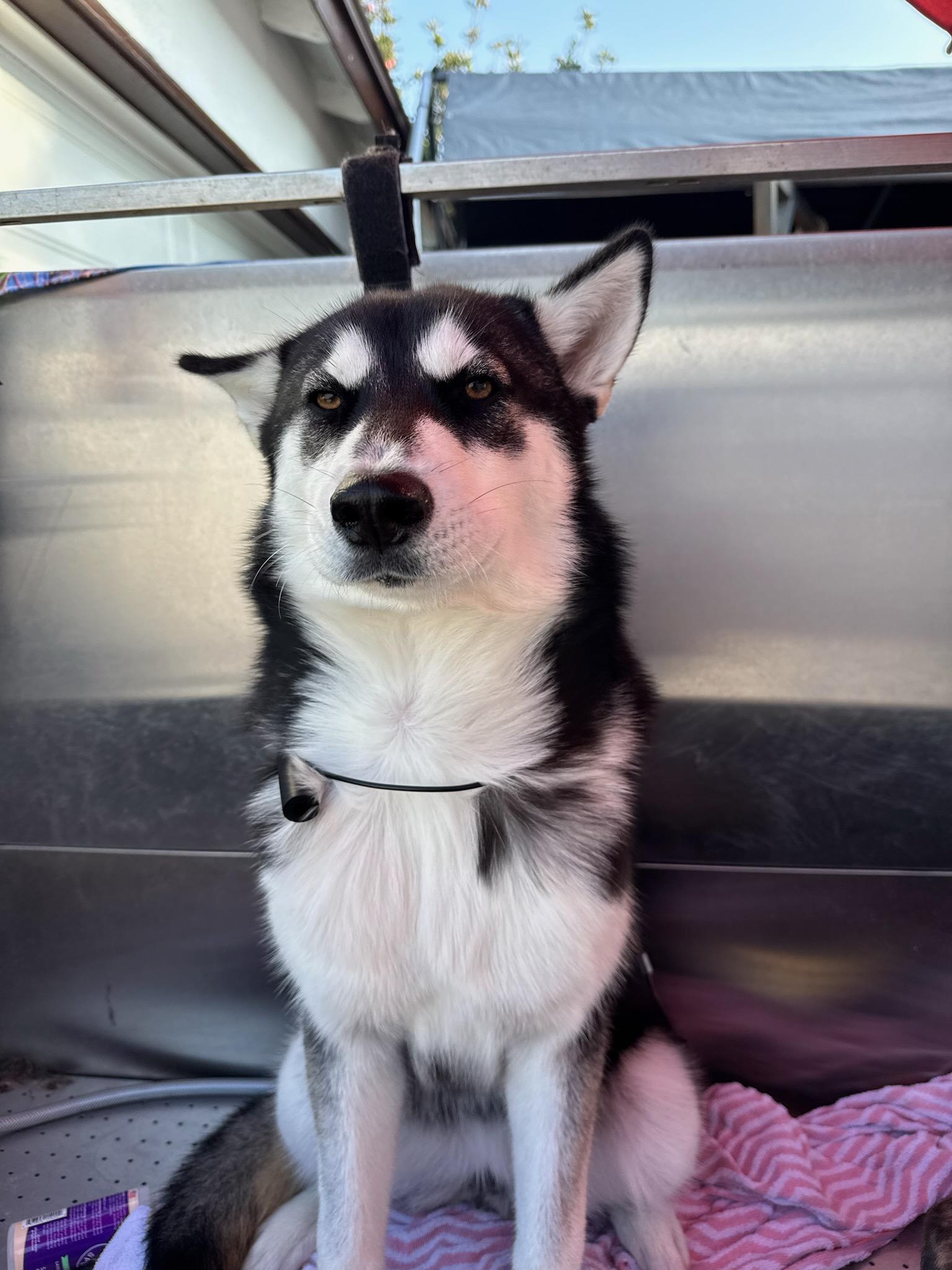 Sky, adopted, Young Female Siberian Husky.