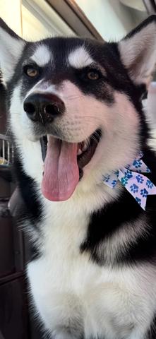 Sky, an adopted Siberian Husky in Burbank, CA image 3/6