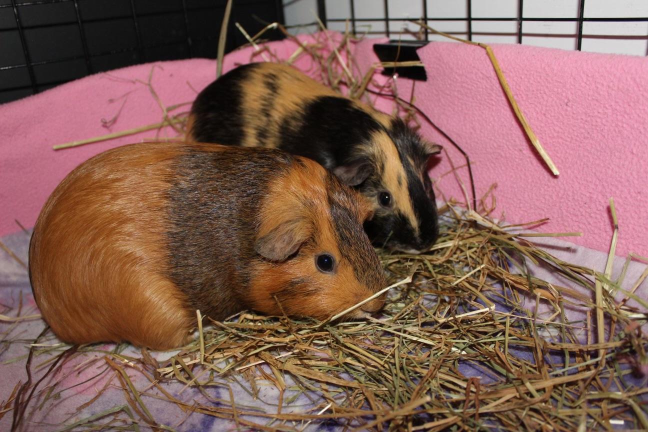Alana (paired with Conan), a Adoptable Guinea Pig in Hendersonville, NC image 2/4