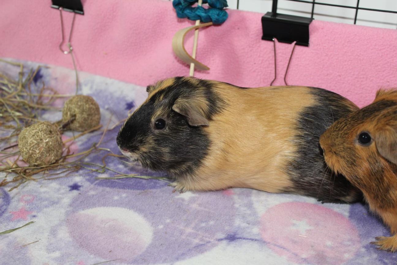 Alana (paired with Conan), a Adoptable Guinea Pig in Hendersonville, NC image 3/4