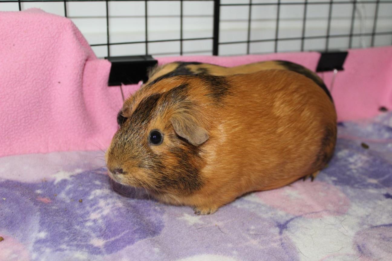 Alana (paired with Conan), a Adoptable Guinea Pig in Hendersonville, NC image 4/4