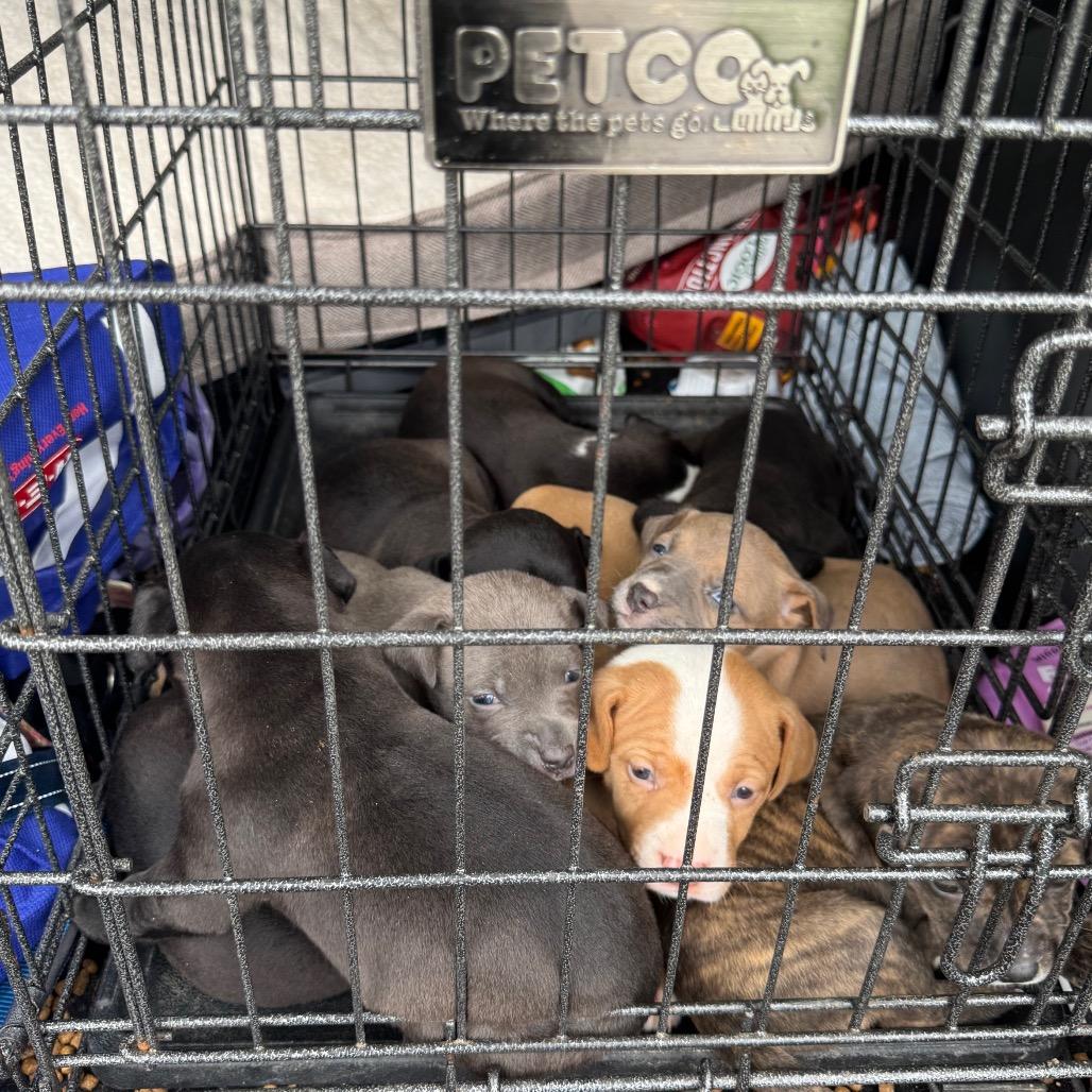 Enlarge Parmesan, a Adoptable Mixed Breed in Springboro, OH image 1/5