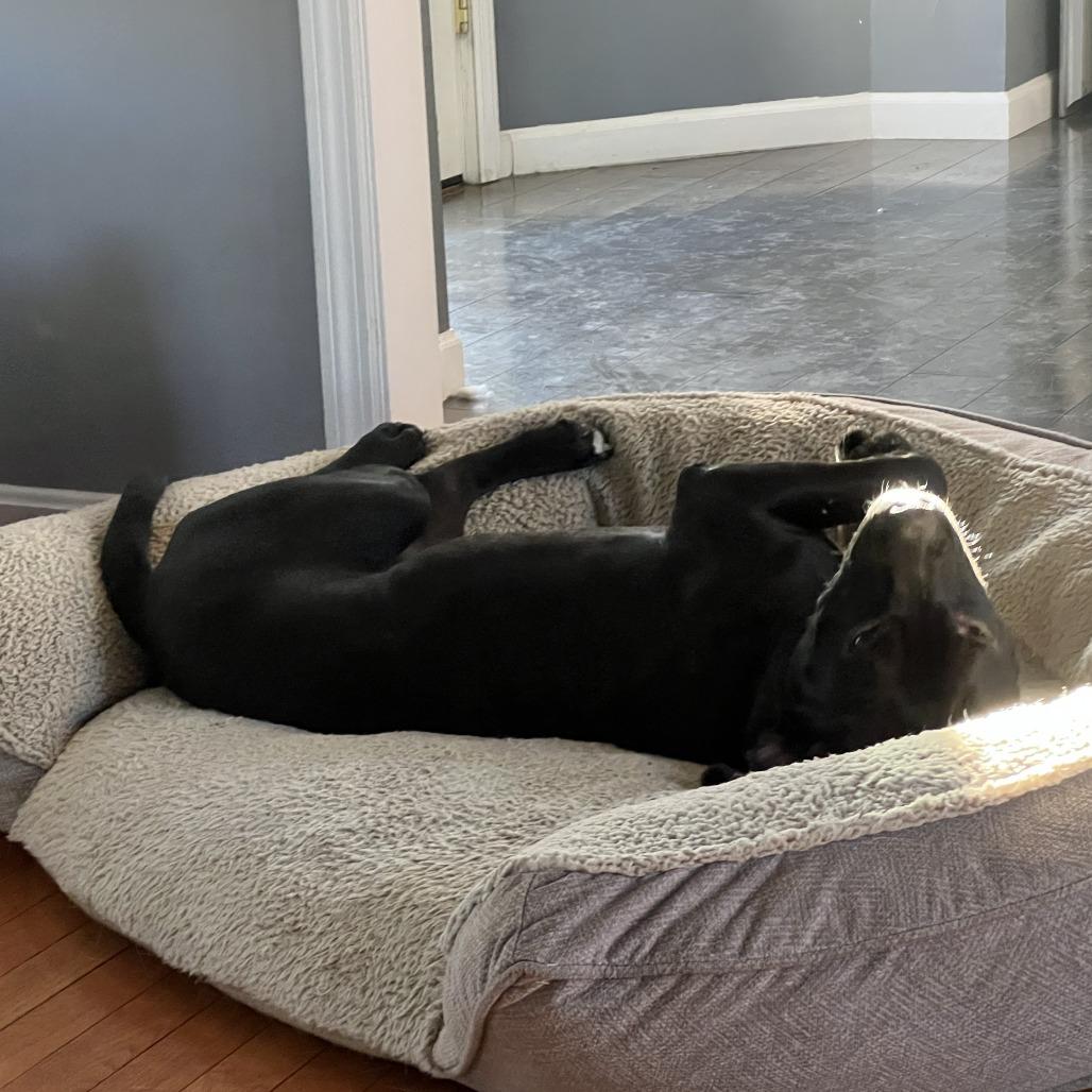 Enlarge Parmesan, a Adoptable Mixed Breed in Springboro, OH image 2/5