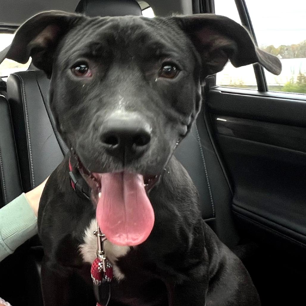 Enlarge Parmesan, a Adoptable Mixed Breed in Springboro, OH image 3/5