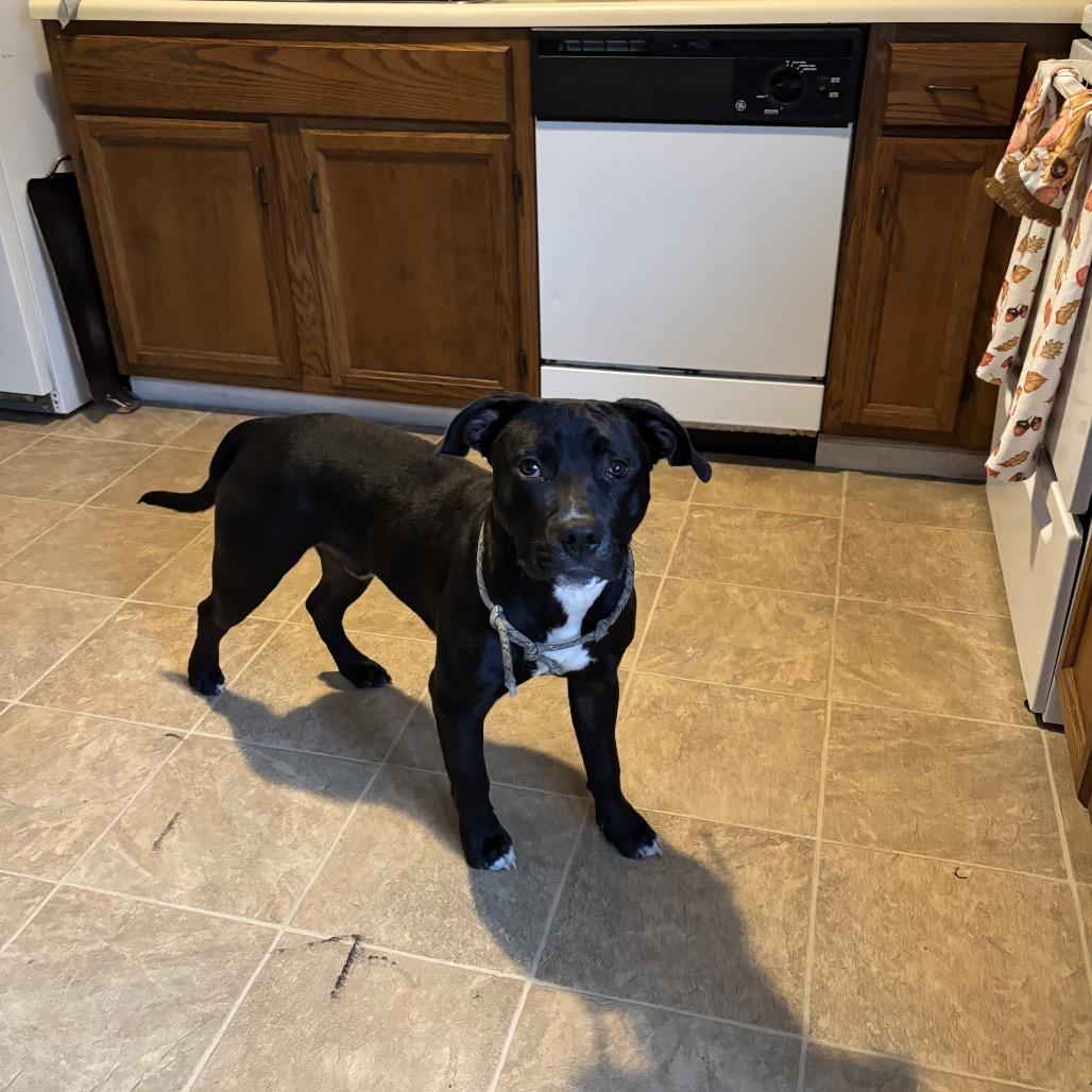 Enlarge Parmesan, a Adoptable Mixed Breed in Springboro, OH image 4/5