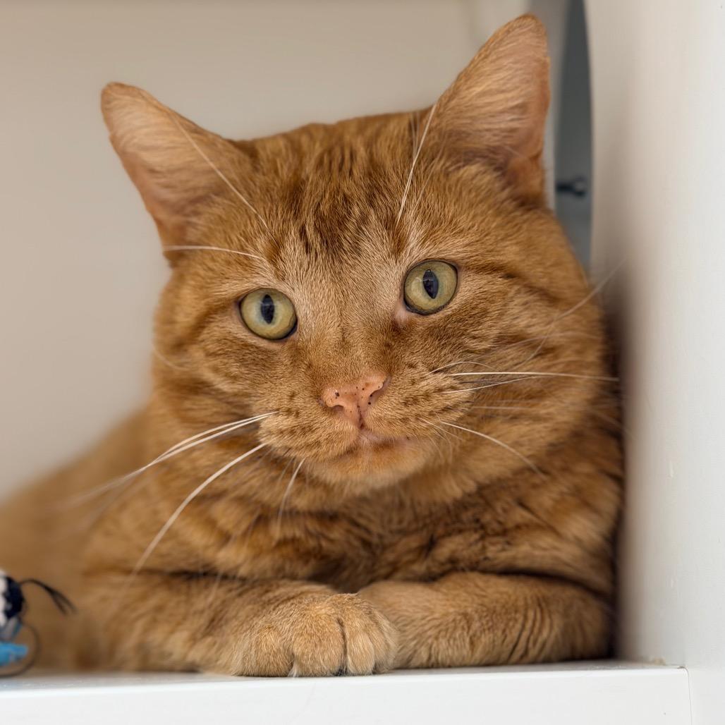 Dusty — thumbnail 2