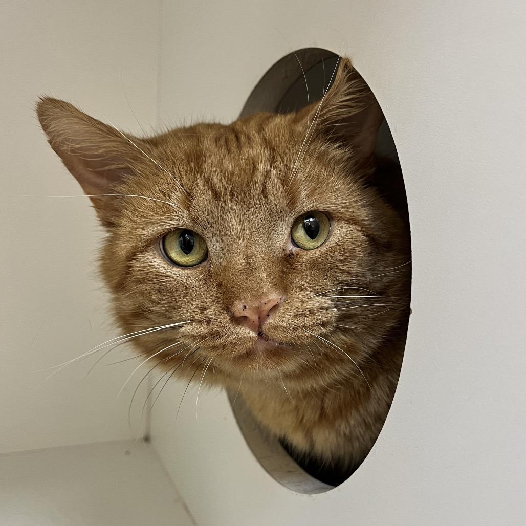 Dusty — thumbnail 3