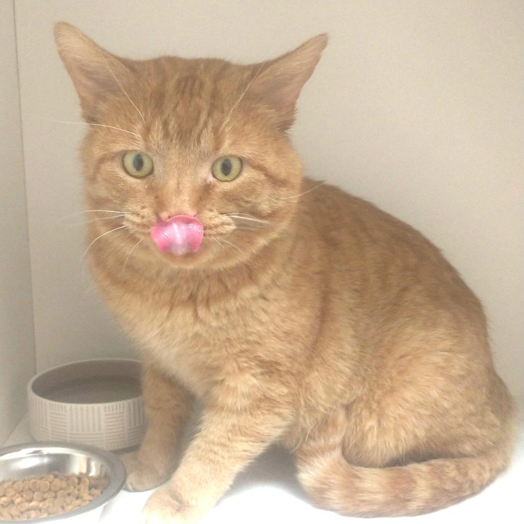 Dusty — thumbnail 4