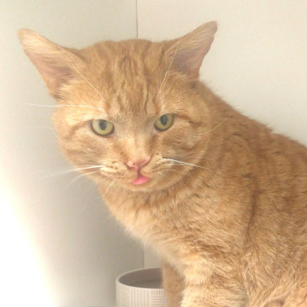 Dusty — thumbnail 6