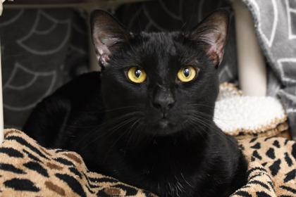 Dot, Adoptable, Adult Male Domestic Short Hair & Domestic Short Hair.