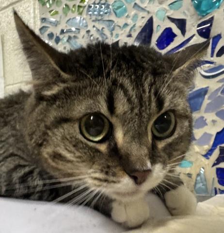 Enlarge MIMOSA, a Adoptable Domestic Short Hair in Pensacola, FL image 1/1