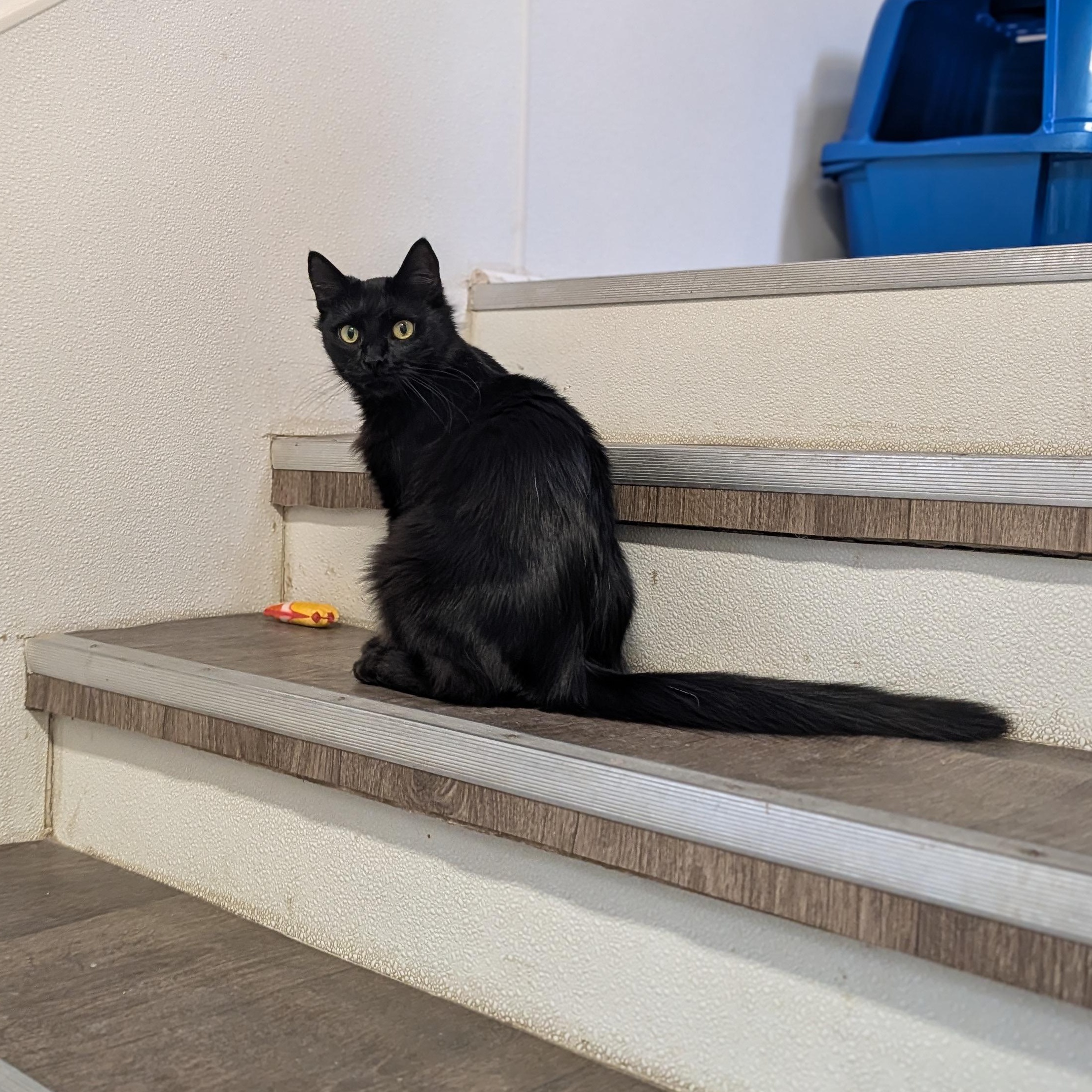 Enlarge Itsy, a Adoptable Domestic Medium Hair in Waynesville, NC image 5/6