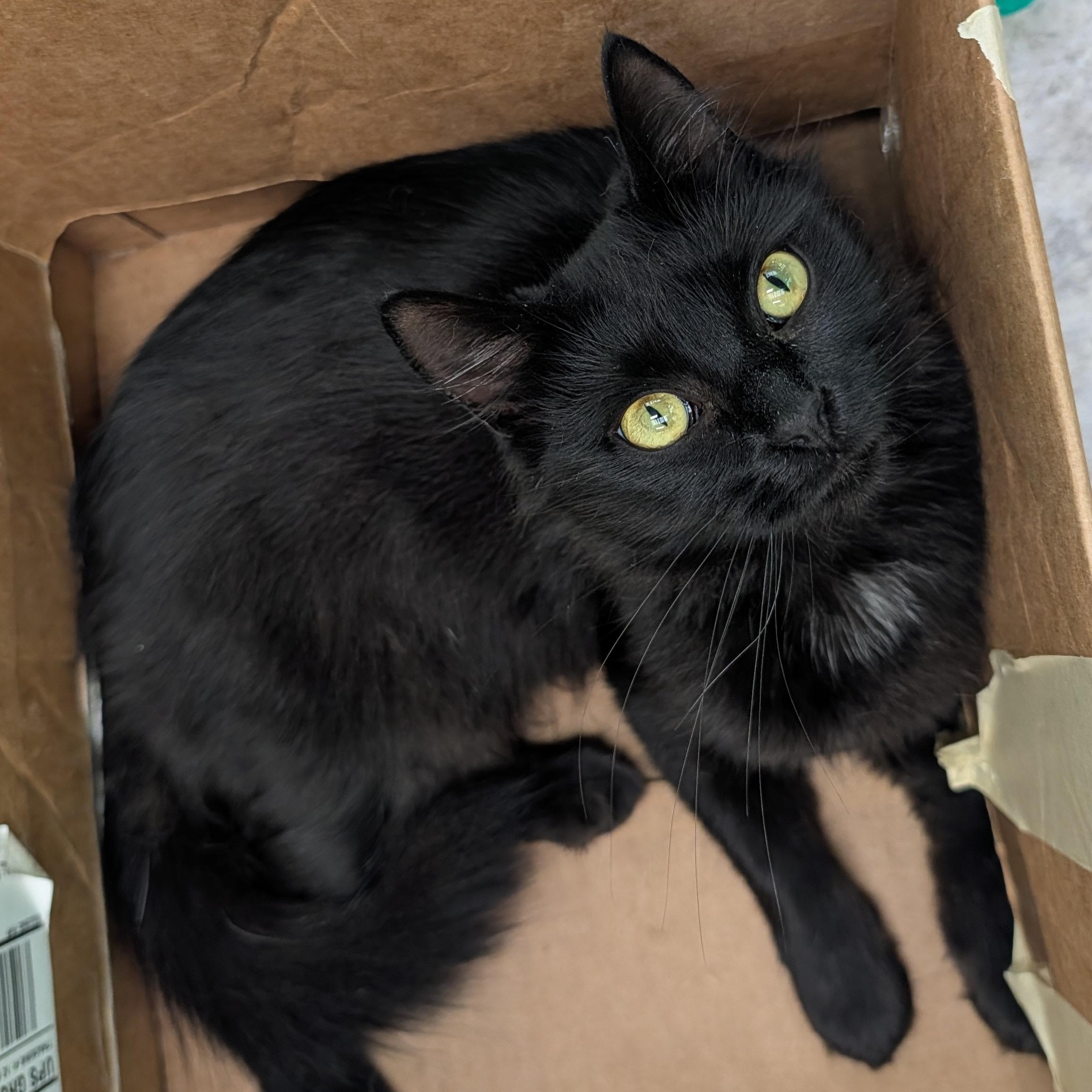 Enlarge Itsy, a Adoptable Domestic Medium Hair in Waynesville, NC image 1/6