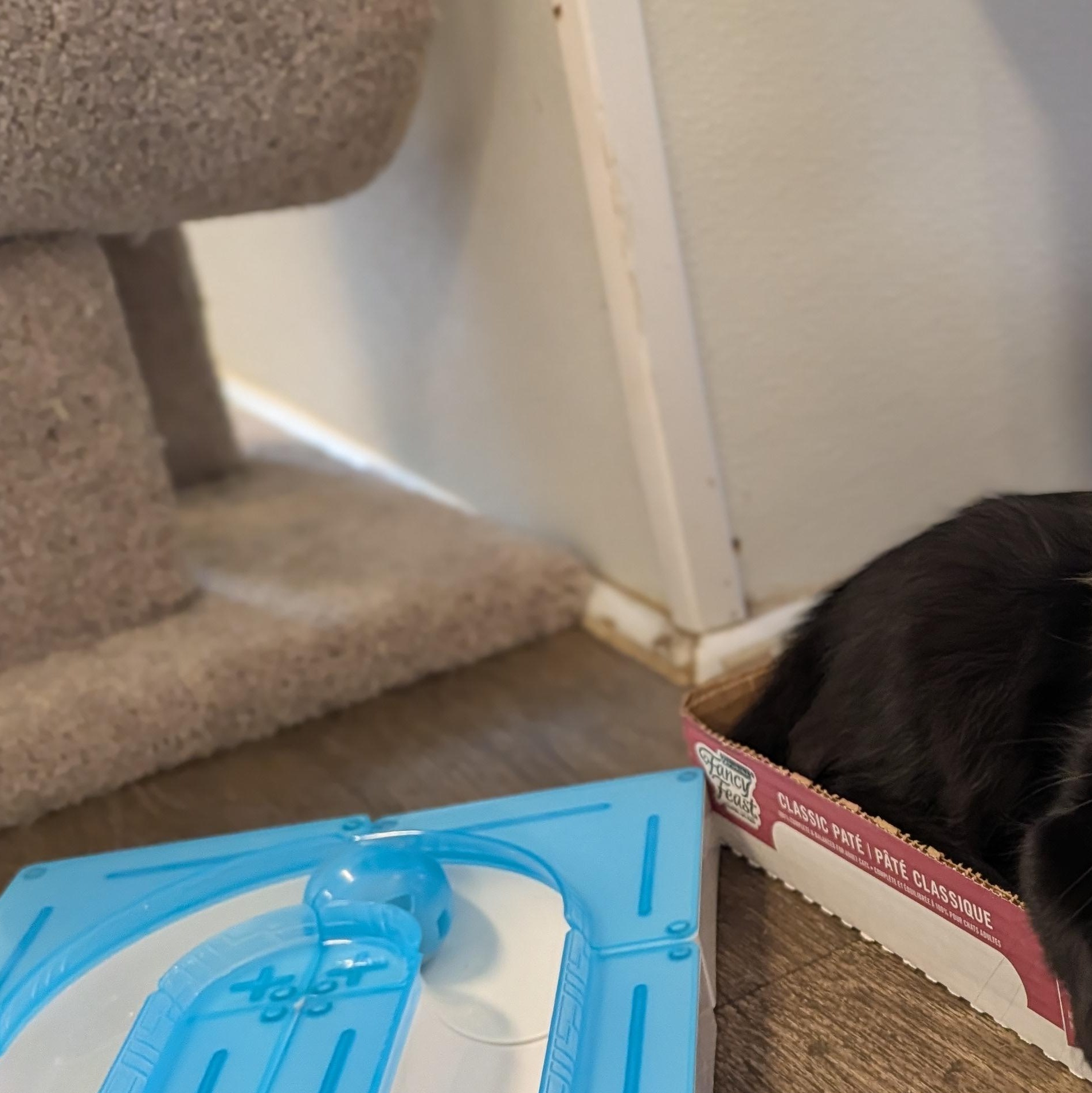 Enlarge Itsy, a Adoptable Domestic Medium Hair in Waynesville, NC image 6/6