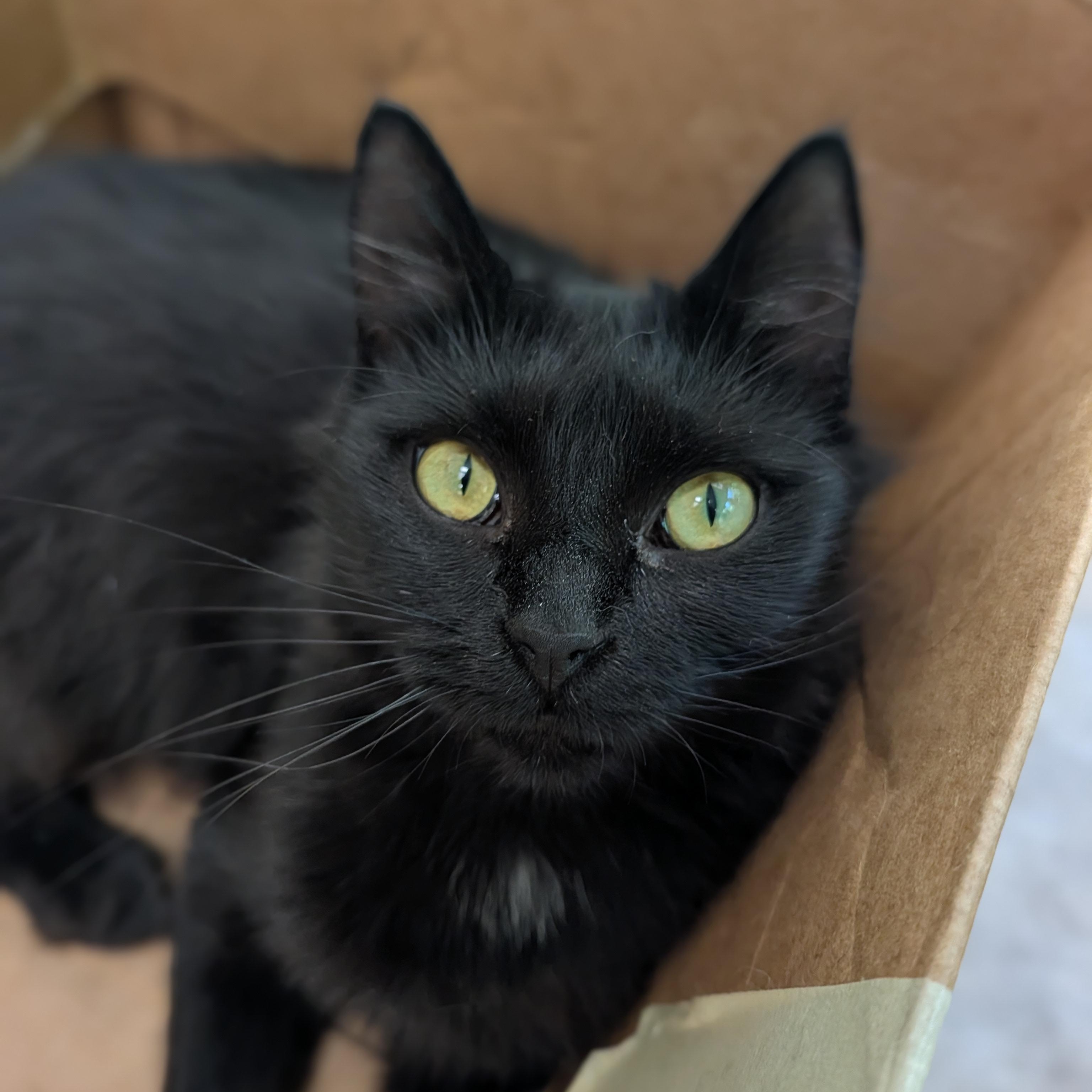 Enlarge Itsy, a Adoptable Domestic Medium Hair in Waynesville, NC image 4/6