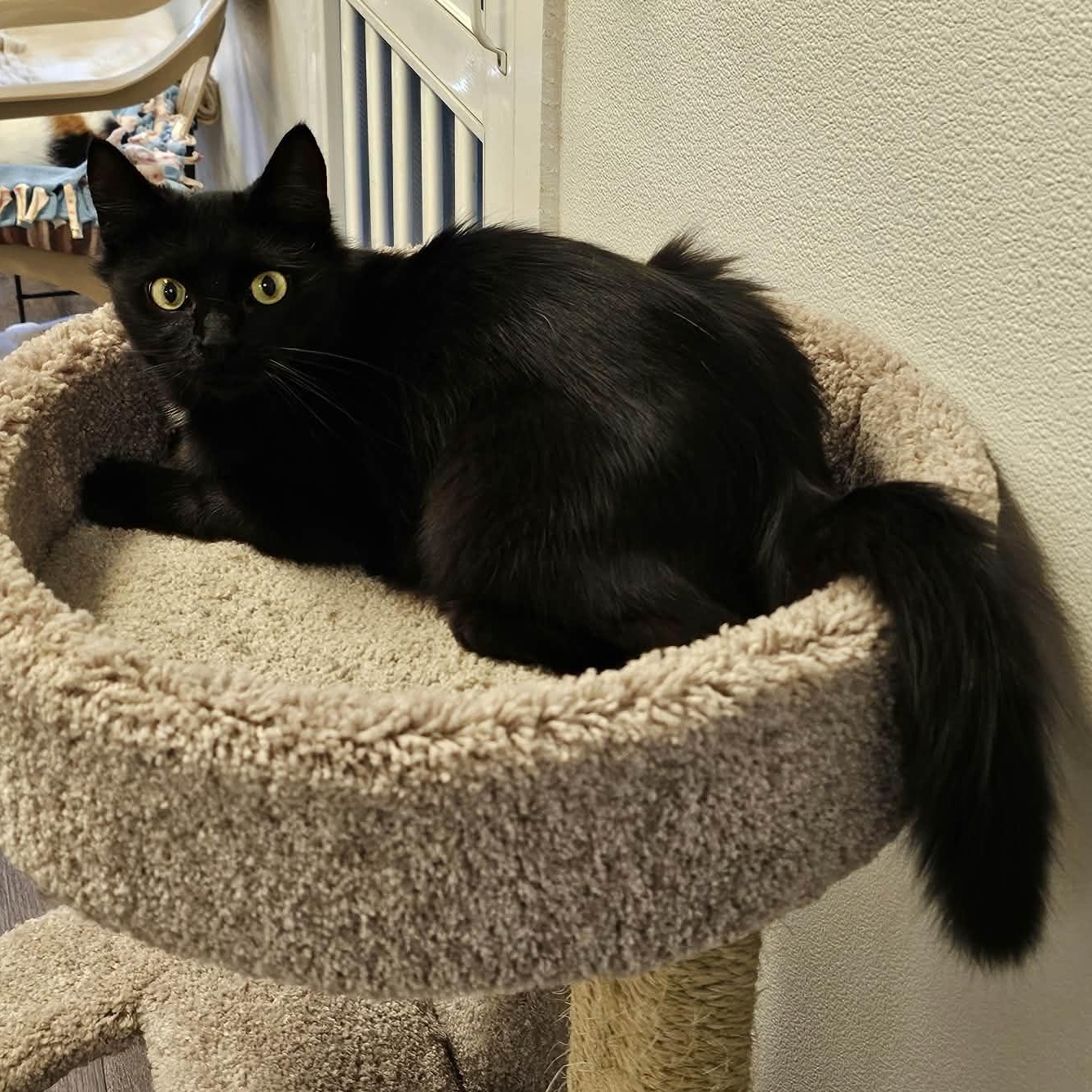 Enlarge Itsy, a Adoptable Domestic Medium Hair in Waynesville, NC image 3/6