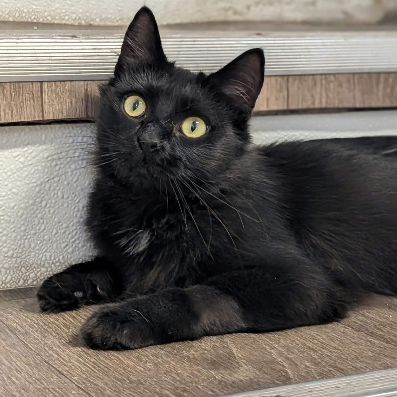 Enlarge Itsy, a Adoptable Domestic Medium Hair in Waynesville, NC image 2/6
