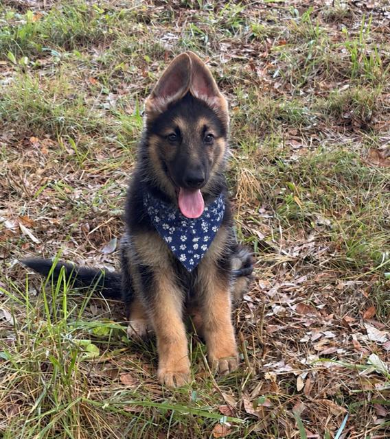 Bear, an adopted German Shepherd Dog in Gardiner, NY image 2/3