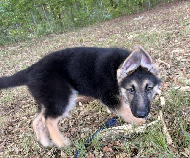 Bear, an adopted German Shepherd Dog in Gardiner, NY image 3/3