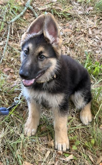Bear, adopted, Puppy Male German Shepherd Dog.