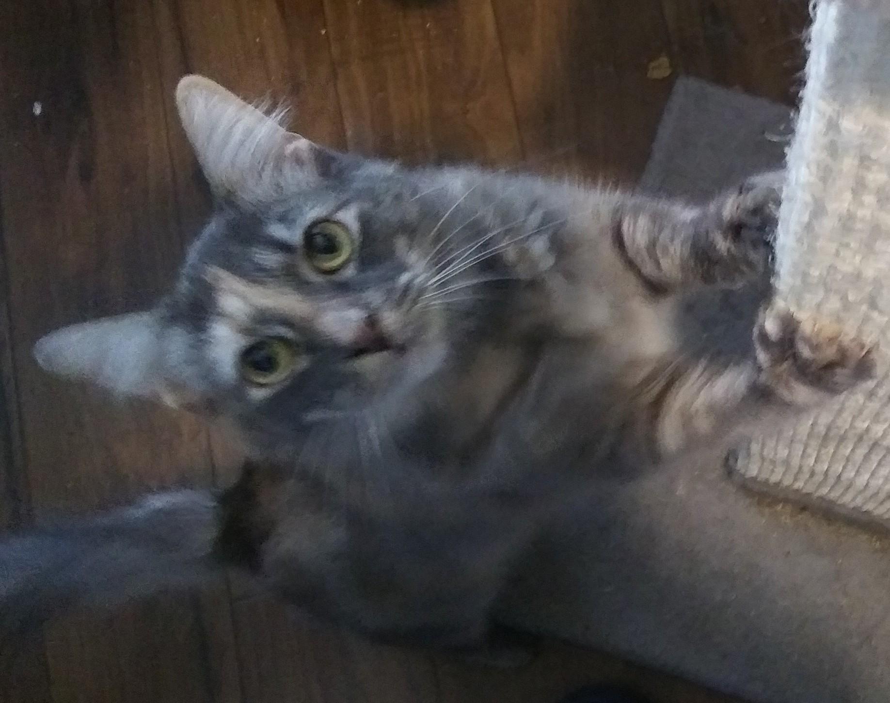 Cameo, Adoptable, Adult Female Domestic Long Hair.