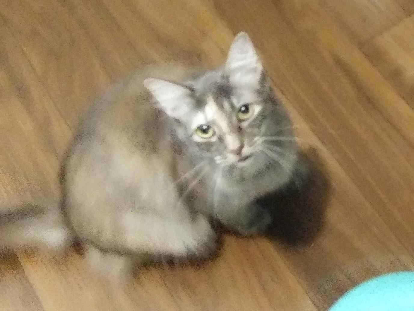 Cameo, Adoptable, Adult Female Domestic Long Hair.