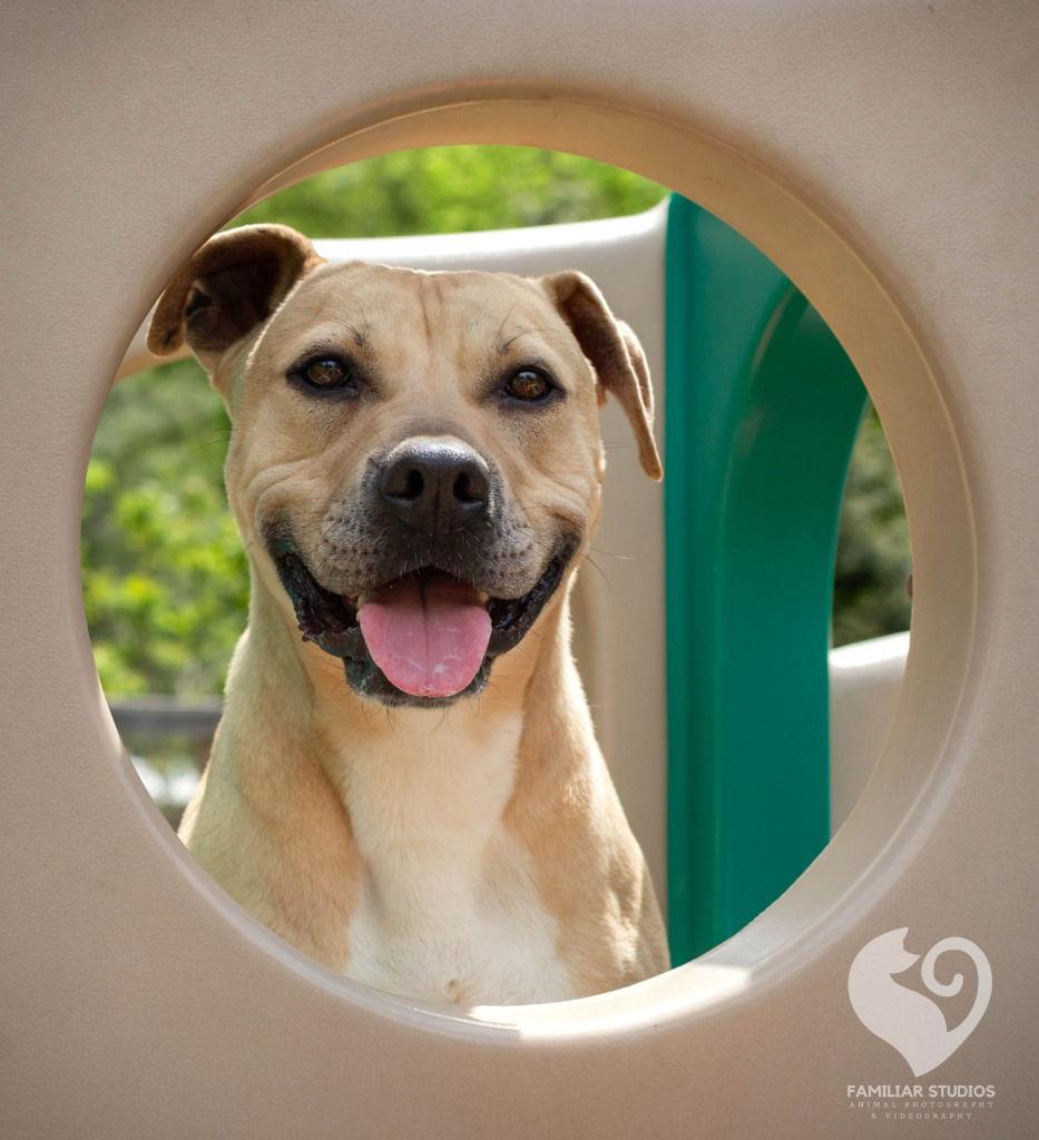 Enlarge Jaxson, a Adoptable mixed breed in Lovingston, VA image 3/3