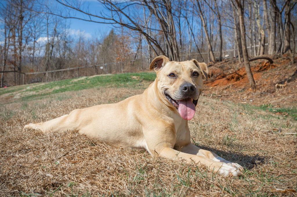 Enlarge Jaxson, a Adoptable mixed breed in Lovingston, VA image 3/3