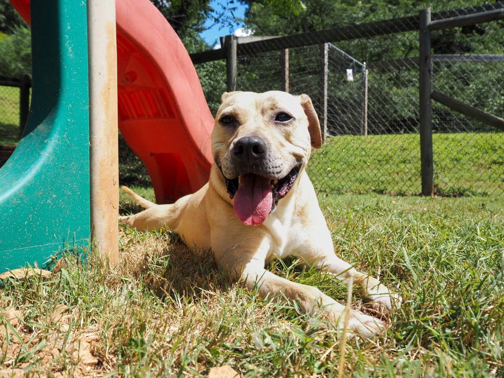 Jaxson, a Adoptable mixed breed in Lovingston, VA image 1/3