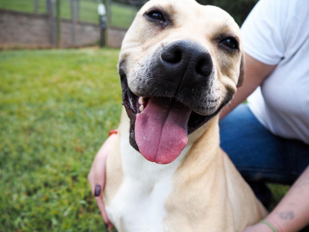 Jaxson, a Adoptable mixed breed in Lovingston, VA image 2/3