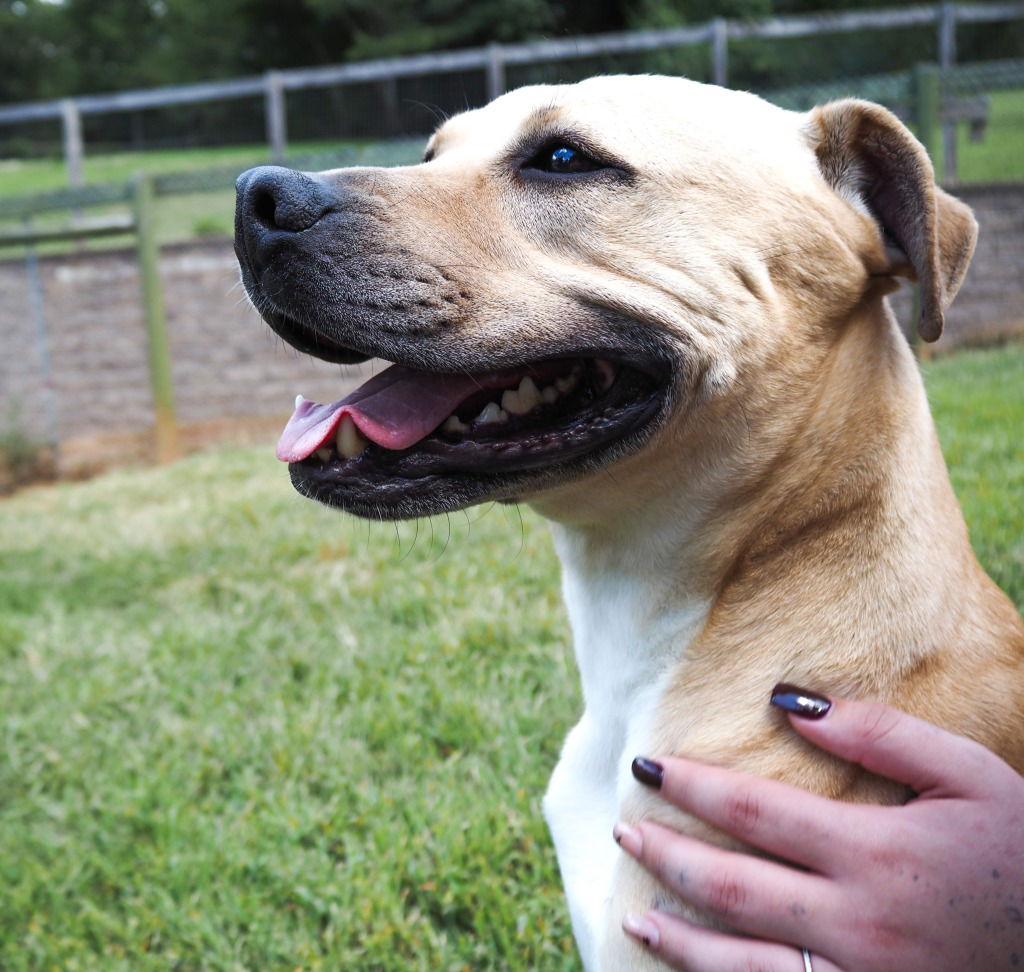 Jaxson, a Adoptable mixed breed in Lovingston, VA image 3/3
