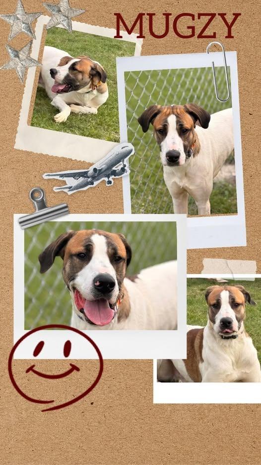 Mugzy, Adoptable, Young Male Great Dane & Hound.