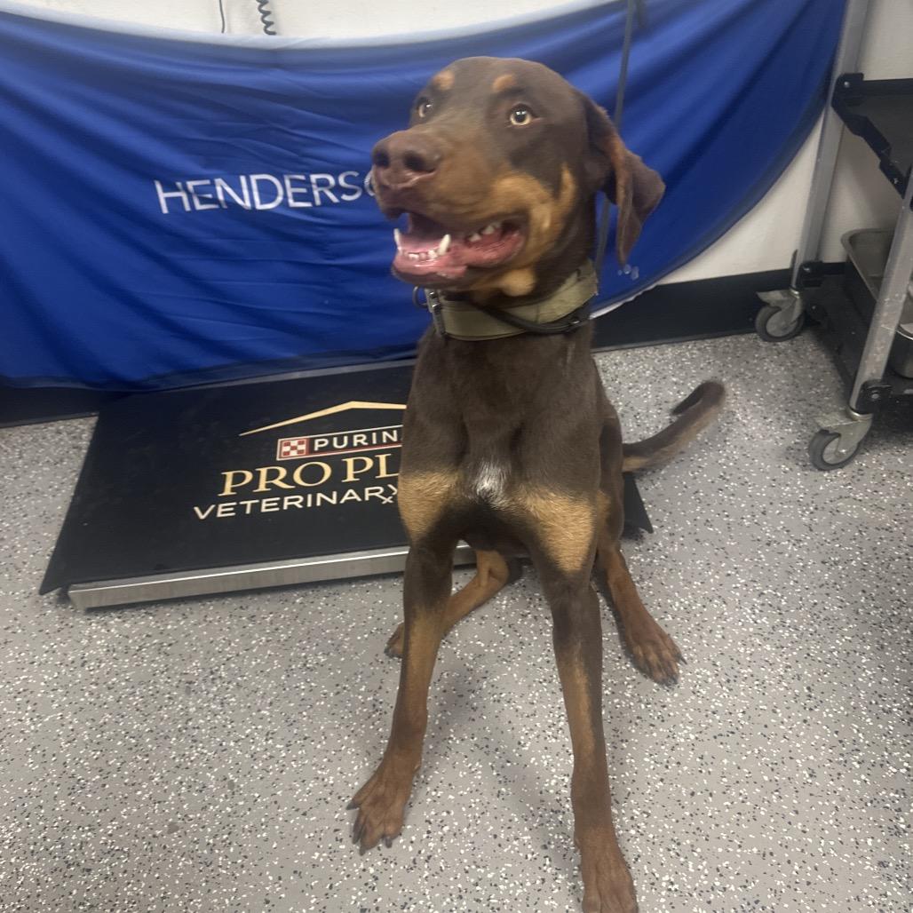 Enlarge Clifford, a Adoptable Doberman Pinscher in Henderson, NV image 1/6