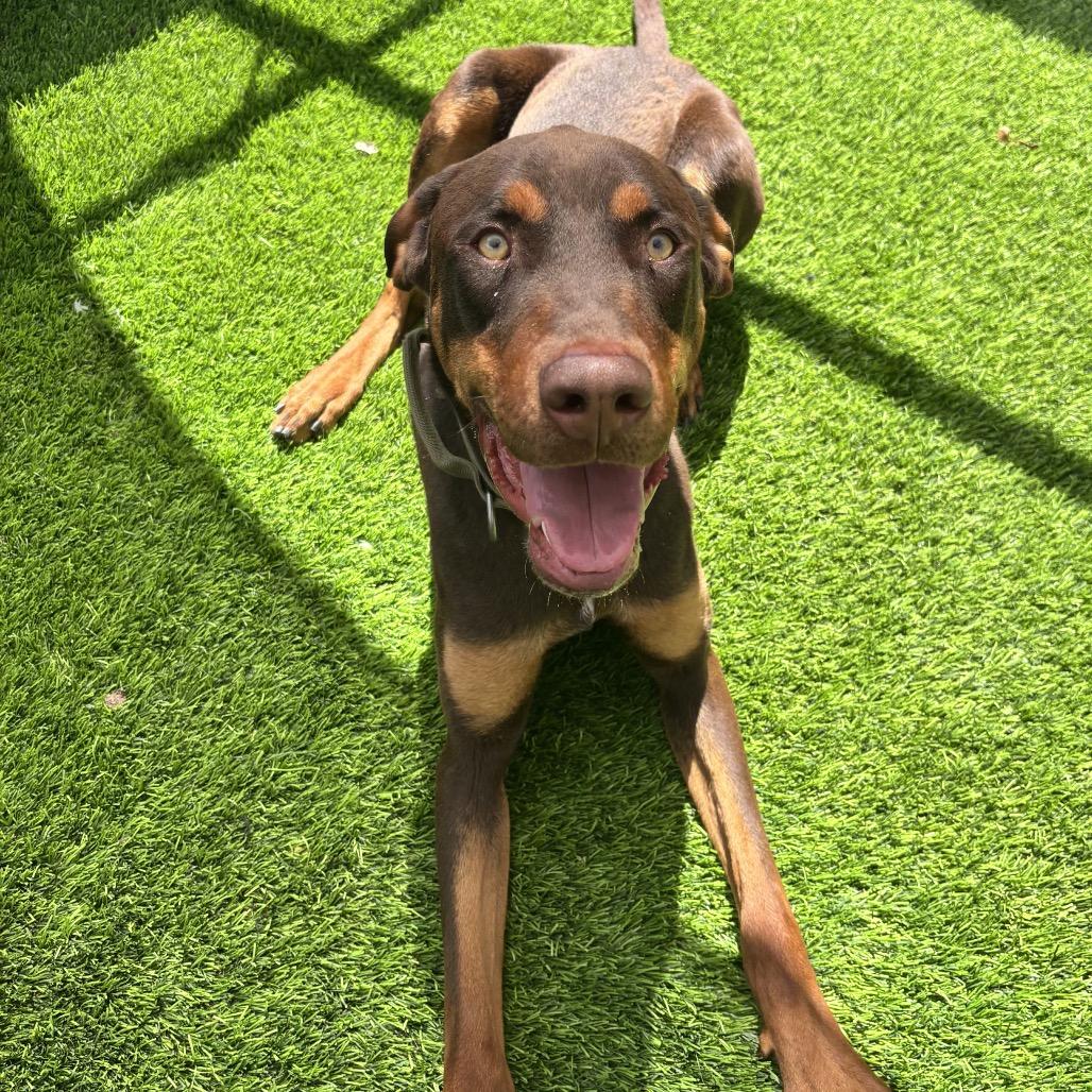 Clifford, Adoptable, Adult Male Doberman Pinscher.