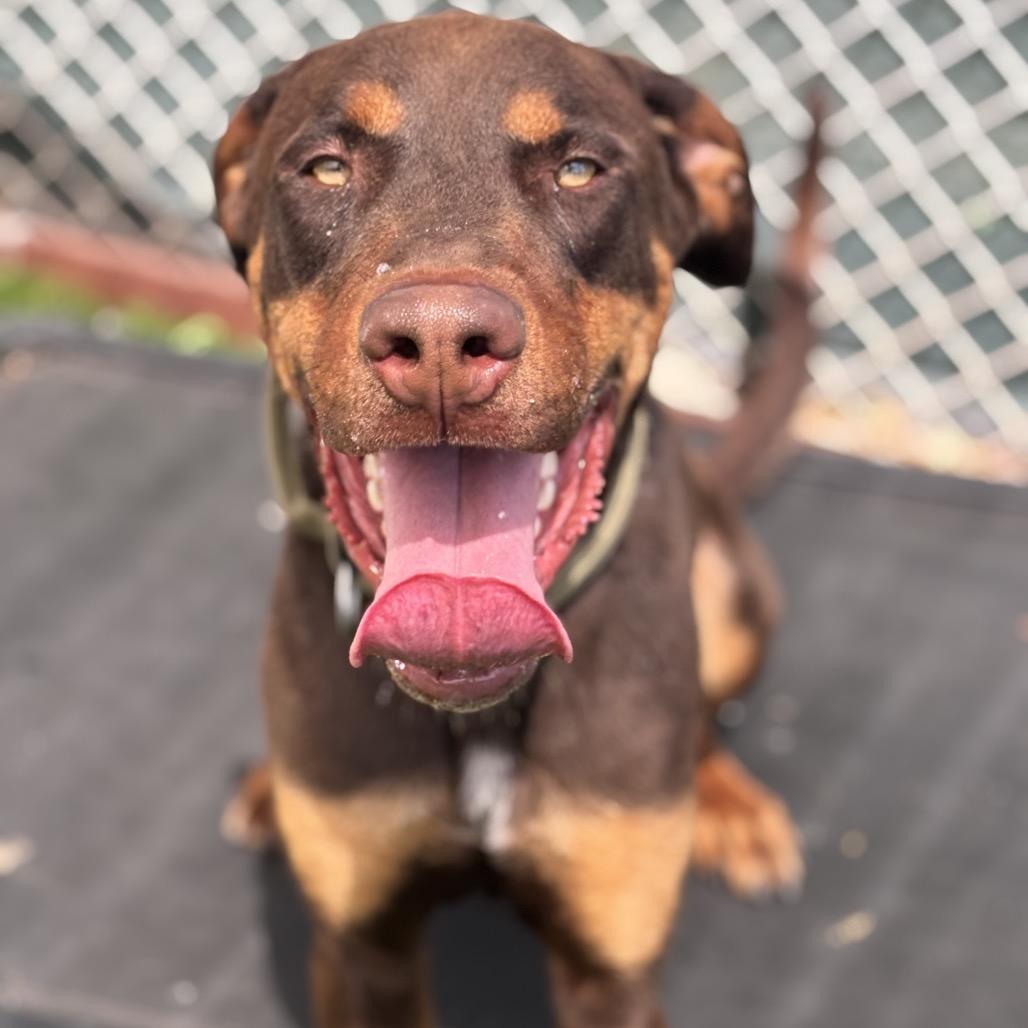 Enlarge Clifford, a Adoptable Doberman Pinscher in Henderson, NV image 4/6