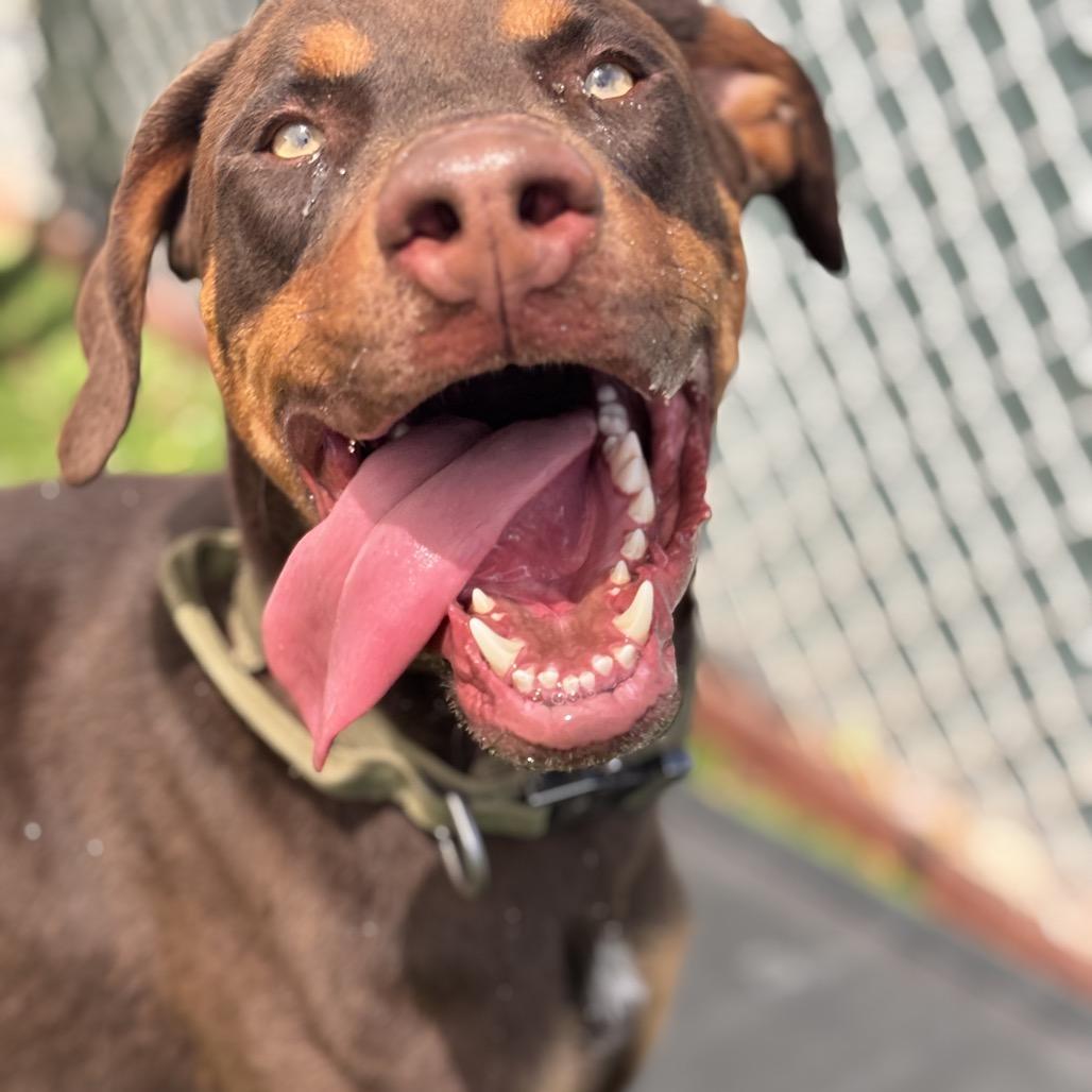 Enlarge Clifford, a Adoptable Doberman Pinscher in Henderson, NV image 5/6